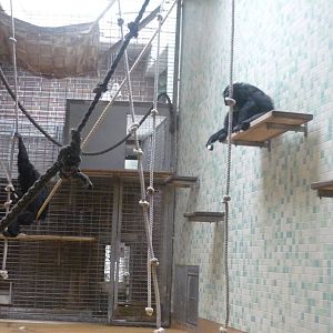 Siamang