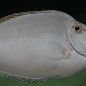 Short-nosed unicornfish