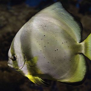 Orbiculate Batfish, Platax orbicularis