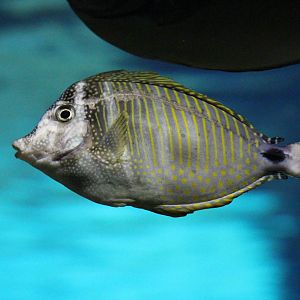 Desjardin's sailfin tang