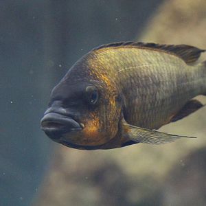 Petrochromis cichlid