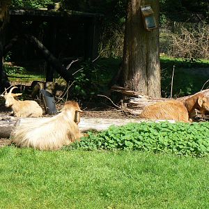 Goat(bird?) - 5 June 2016