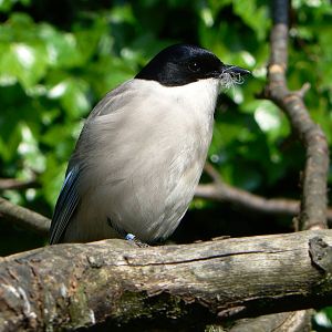 Asian Azure-winged Magpie - 5 June 2016