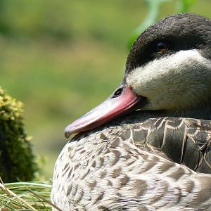Red-billed Teal - 5 June 2016