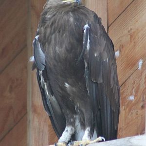 Greater spotted eagle