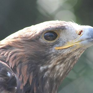 Golden eagle