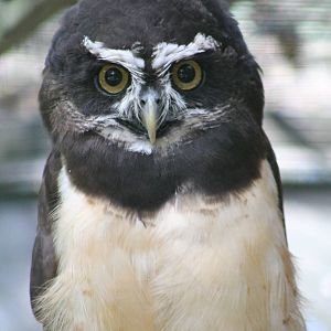 Spectacled owl