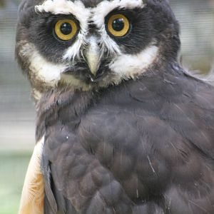 Spectacled owl