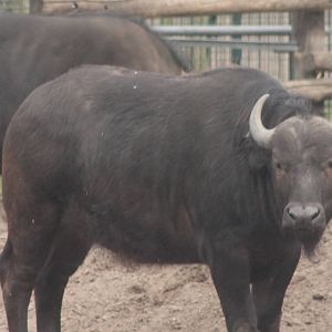 Caffer buffalo