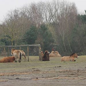 Camels and Przewalski horses