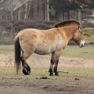 Przewalski horse