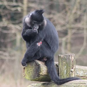 Wounded Black mangabey