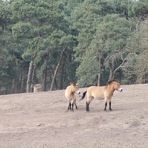 Przewalski horses