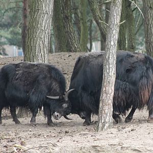 Dueling Yaks