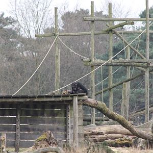 Part of one of the Chimp-enclosures