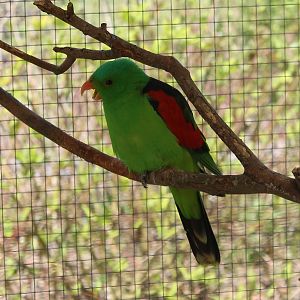 Red-winged parrot