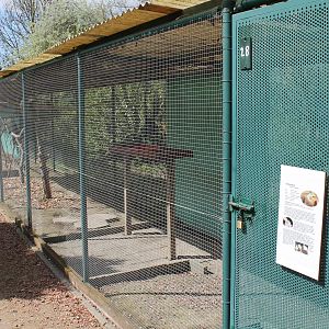 Aviary Cockatail and Regent parrot