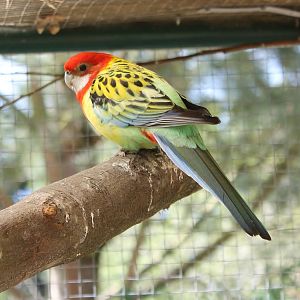 Rosella