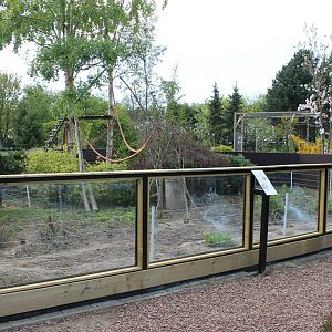 New out-door-enclosure Ring-tailed coati