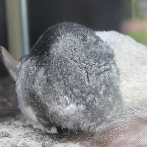 Chinchillas - backside