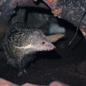 Crab eating mongoose 1977