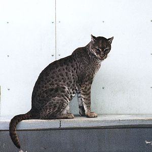 African golden cat 1974