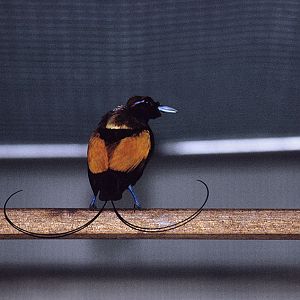Magnificent bird of paradise