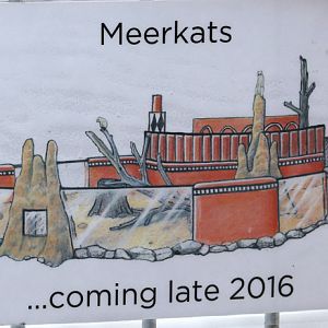 future meerkat exhibit
