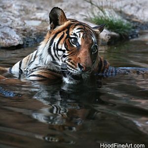 female malayan tiger