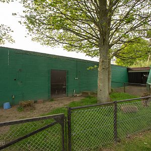 Persian onager (housing) : Whipsnade : 07 May 2016