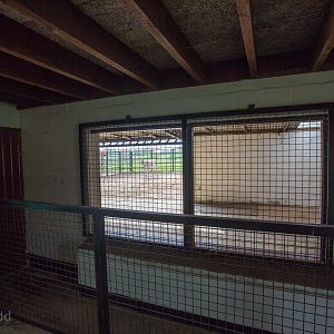 Persian onager (exhibit) : Whipsnade : 07 May 2016