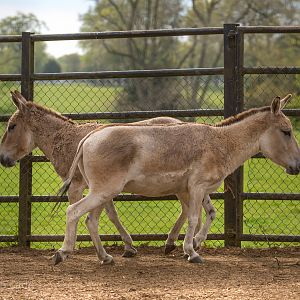 Persian onager : Whipsnade : 07 May 2016