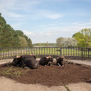 Gaur : Whipsnade : 07 May 2016
