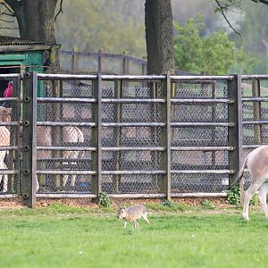 Persian onager : Whipsnade : 07 May 2016