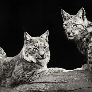 Northern lynx : Whipsnade : 15 May 2016