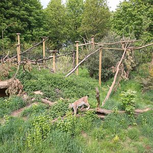 Northern lynx : Whipsnade : 15 May 2016