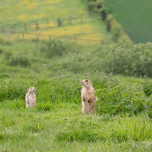 Black-tailed prairie dog : Whipsnade : 15 May 2016