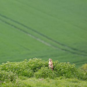 Black-tailed prairie dog : Whipsnade : 15 May 2016