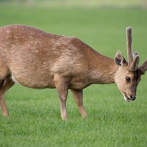 Hog deer : Whipsnade : 28 May 2016