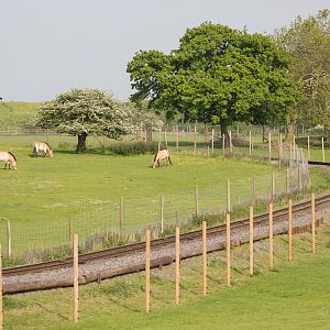 Przewalskis horse : Whipsnade : 28 May 2016