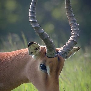 Impala : Whipsnade : 05 Jun 2016