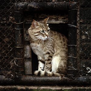 Indian desert cat 1974