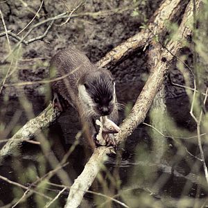 Indonesian river otter at the Otter Trust 1977