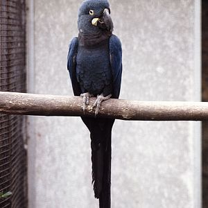 Lear's macaw at the original Birdland 1973