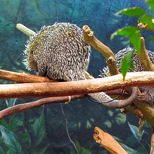 Brazilian Porcupines