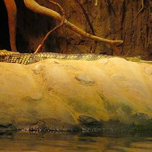 Gharial