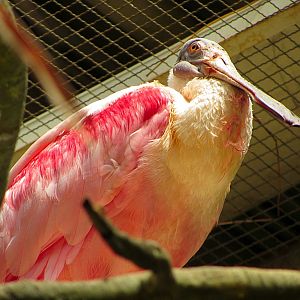 Roseate Spoonbill