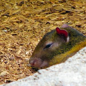 Red-rumped Agouti