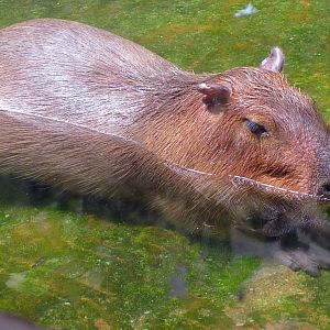 Capybara