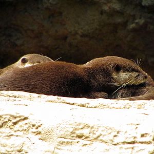 Asian Small-clawed Otters